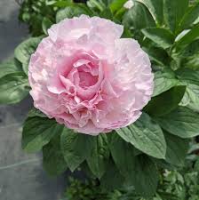 Underwatering can be a problem, but in most cases when your plant is distressed it will be due to overwatering! Peony Care Tips From Second Nature At Reads Creek Nursery The Sage Sprout