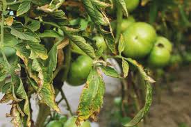 Image result for tomato seedling fusarium wilt