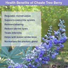 Benefits Of Chaste Tree Berry On This Benefits Of Berries Chaste Tree Berry Berries
