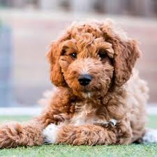 We did not find results for: Goldendoodle Puppies Near Dallas Tx Home Southland Puppies