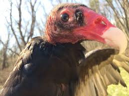 The turkey vulture (cathartes aura), also known in some north american regions as the turkey buzzard (or just buzzard), and in some areas of the caribbean as the john crow or carrion crow. Turkey Vulture Sarett Nature Center