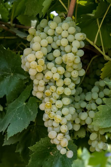 Uva Thompson Seedless