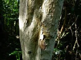 Image result for Drypetes sclerophylla