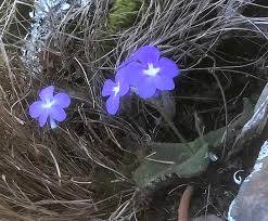 Image result for Streptocarpus sp.nov. aff. S. grandis