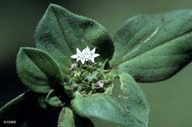 Image result for Richardia brasiliensis