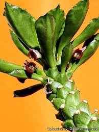 Image result for Monadenium hirsutum