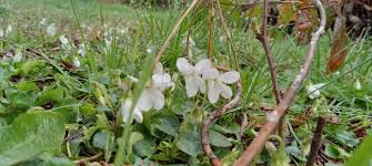 Image result for Dolichandrone alba