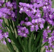Wholesale Tissue Statice Lavender Flower Online Lavender Flowers Beautiful Gardens Flowers