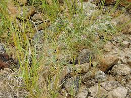 Image result for Polygala erioptera