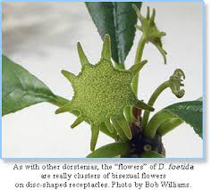 Image result for Dorstenia