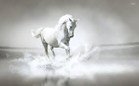 Black And White Horse Images Hd Freenom World Kuda Putih Kuda Hewan
