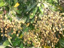 Maybe you would like to learn more about one of these? Large Fruit Trees