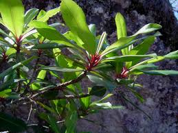 Image result for Rapanea