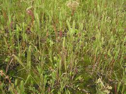 Image result for Setaria viridis