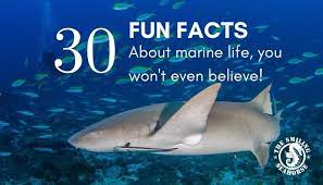 30 Fun Facts About Marine Life Diving Liveaboard In Thailand And Myanmar