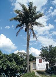 Image result for Syagrus romanzoffiana