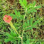 Image result for Indigofera hendecaphylla