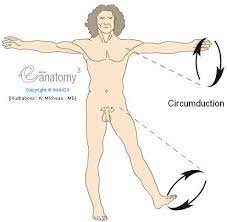 Circumduction Anatomical Illustrations Planes Lines And Regions Movements Illustrations A Micheau Md Imaios Anatomy Sports Massage Techniques Motion