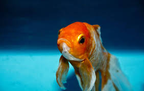 Consider these fish and other aquatic animals to put with bettas The Best Fish Names Of 2019 For Bettas Guppies Goldfish And More