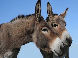 images?q=tbn:ANd9GcQYGUkTzClo2oYC0ElwJ0K