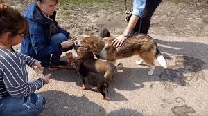 Un reportage du biologiste timothy mousseau montre plus de 20 ans après les conséquences de la catastrophe de tchernobyl sur la faune et la flore. Les Chiens De Tchernobyl Sont Mis A L Adoption