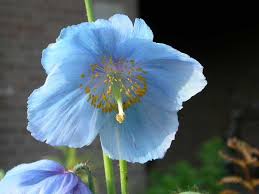 Himalayan Blue Poppy Meconopsis Family Papaveraceae At The Botanical Garden Krefeld Germany Botanischer Garten Garten Pflanzen Krefeld
