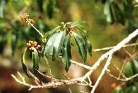 Image result for Lecaniodiscus fraxinifolius