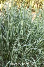 Pin On Love Laced Home Our Yard