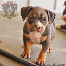 We are the source of the true xxl pitbulls. The Bully Market Grch Derp X Benelli Tri Color American Bully Puppy