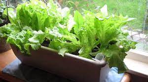 Over time germination will take place and the seeds will need to be thinned. 5 Proven Ways To Growing Lettuce Indoors In Containers Year Round