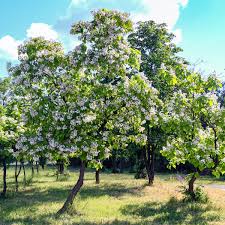 Image result for Catalpa