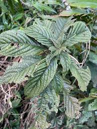Image result for Acanthopale pubescens