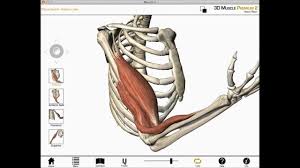 The supinator is a muscle skeletal muscle fibers differ dramatically from other tissues of the body due to their highly. Elbow Flexion Shoulder Flexion And Forearm Supination Biceps Brachii Muscle Actions Youtube
