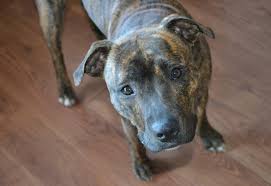 Check spelling or type a new query. Facts About Pit Bulls