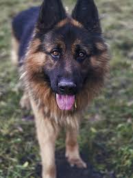 Greater houston german shepherd dog rescue. About The Breed White Paws German Shepherd Rescue