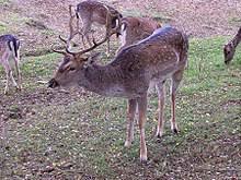 Maybe you would like to learn more about one of these? Dovhjort Rilpedia