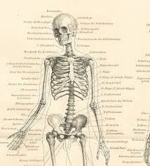 Human Skeleton 19th Century Anatomy Chart Antique 1890s