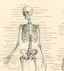 human skeleton 19th century anatomy chart antique 1890s