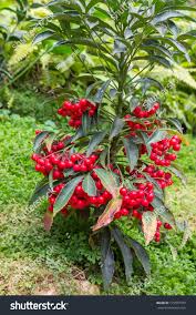 Image result for Myrsinaceae