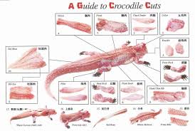 Crocodile Muscle Anatomy 1000 Images About Animal Anatomy