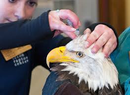 ✓ free for commercial use ✓ high quality images. Eagle Eye Drops Wyofile