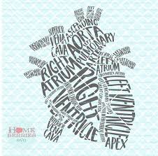 Heart Typography Gross Anatomy Of The Heart Rn Nurse Doctor Gross Anatomy Human Anatomy And Physiology Anatomy