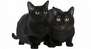 bombay cat personality how will your black beauty behave cat personalities kitten eyes cat eye colors