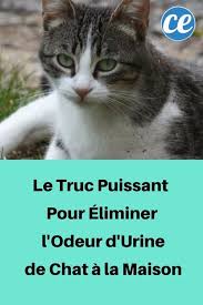 Le Truc Puissant Pour Eliminer L Odeur D Urine De Chat A La Maison Urine De Chat Odeur Urine Astuces Pour Chat