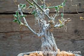 Image result for Corallocarpus welwitschii