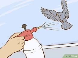 solutions to get rid of pigeons