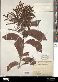 Image result for Combretum psidioides