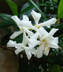 Image result for Jasminum schimperi