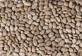 Rica cargamanto beans are slow cooked with specially homemade ingredients. Phaseolus Vulgaris Cranberry Group Bean Cargamanto Red Radical Variety Stock Photo Image Of Kitchen Food 131452276