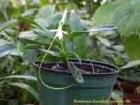 Image result for Jumellea usambarensis